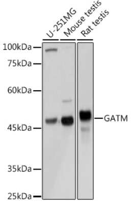 Western Blot GATM Antibody - BSA Free
